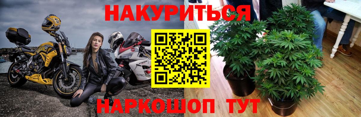 Бошки Шишки семена  Канабис White Widow  Вход с VPN  Знаменск  Каннабис семена 